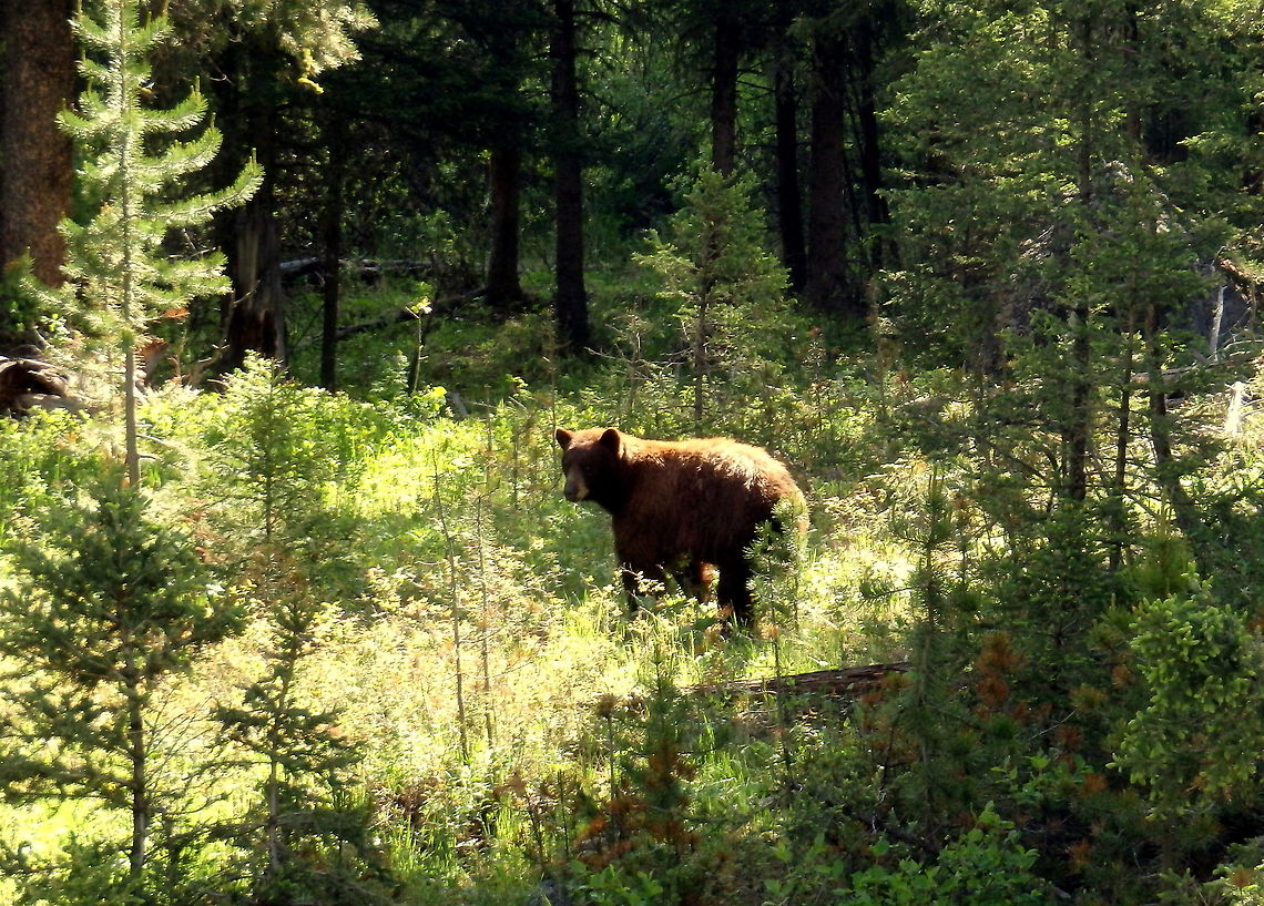 Chocolate Black Bear A chocolate colored black bear pauses for a moment in the sun during a morning hike in Yellowstone National Park, Wyoming. American black bear,Geotagged,United States,Ursus americanus,Wyoming,Yellowstone National Park
