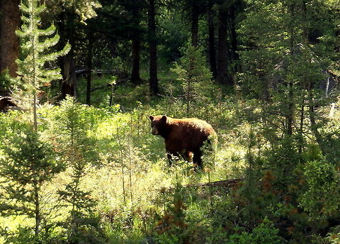 Chocolate Black Bear A chocolate colored black bear pauses for a moment in the sun during a morning hike in Yellowstone National Park, Wyoming. American black bear,Geotagged,United States,Ursus americanus,Wyoming,Yellowstone National Park
