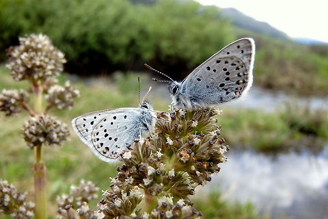 Blues A pair of blues resting on a wildflower in Yellowstone National Park, Wyoming. Aricia saepiolus,Butterflies,Geotagged,Greenish Blue,United States,Wyoming,Yellowstone National Park