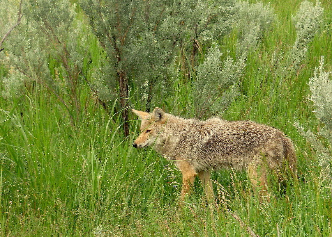 Coyote A coyote listens for rodents in the Lamar Valley in Yellowstone National Park, Wyoming. Canis latrans,Canis latrans lestes,Coyote,Geotagged,Mountain coyote,United States,Wyoming,Yellowstone National Park