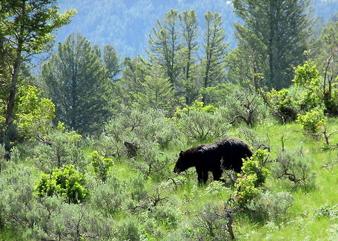 Sunshine Black Bear A boar black bear roams through the sagebrush in search of food in the Lamar Valley, Yellowstone National Park. American black bear,Bear,Geotagged,Mammals,United States,Ursus americanus,Wyoming,Yellowstone National Park