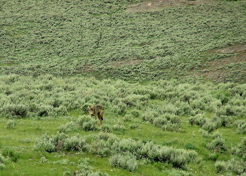 Lone Wolf A lone wolf saunters through the sagebrush in the Lamar Valley, Yellowstone National Park. Canis lupus,Geotagged,Gray wolf,United States,Wolf,Wyoming,Yellowstone National Park
