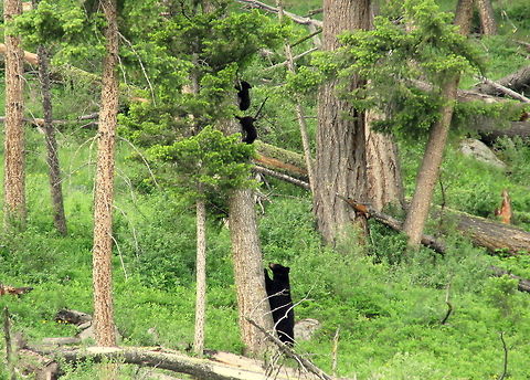 Come Down From There A mama black bear checks on her cubs as they play in a tree. Captured in Yellowstone National Park, Wyoming. American black bear,Bear,Geotagged,Mammals,United States,Ursus americanus,Wyoming,Yellowstone National Park