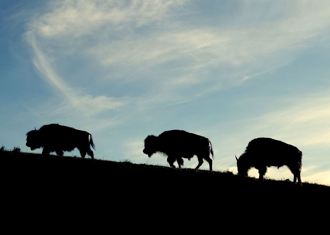 Bison Silhouettes Three bison cows walk along a ridge at sunset in the Hayden Valley in Yellowstone National Park, Wyoming. American bison,Bison bison,Geotagged,Mammals,United States,Wyoming,Yellowstone National Park