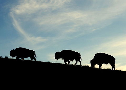 Bison Silhouettes Three bison cows walk along a ridge at sunset in the Hayden Valley in Yellowstone National Park, Wyoming. American bison,Bison bison,Geotagged,Mammals,United States,Wyoming,Yellowstone National Park