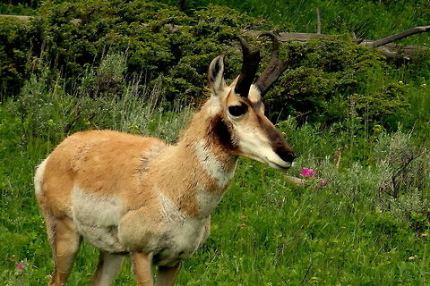 Pronghorn Buck A buck pronghorn stands as still as a statue for a photo in Yellowstone National Park, Wyoming. Antilocapra americana,Geotagged,Pronghorn,United States,Wyoming,Yellowstone National Park