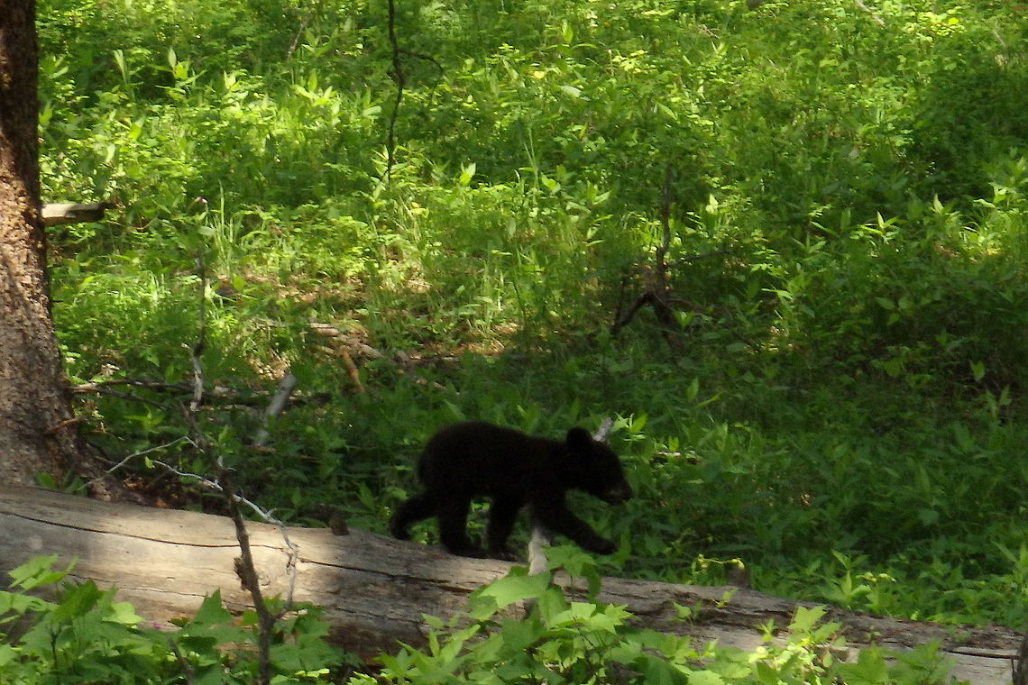 Black Bear Cub A cub black bear scampers along a log after it&#039;s mother in Yellowstone National Park, Wyoming. American black bear,Bear,Geotagged,United States,Ursus americanus,Wyoming,Yellowstone National Park