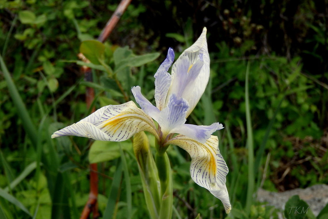 Wild Iris A wild iris captured in a swampy lowland area in the northeast corner of Yellowstone National Park, Wyoming. Geotagged,Iris versicolor,United States,Wildflowers,Wyoming,Yellowstone National Park