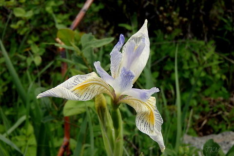 Wild Iris A wild iris captured in a swampy lowland area in the northeast corner of Yellowstone National Park, Wyoming. Geotagged,Iris versicolor,United States,Wildflowers,Wyoming,Yellowstone National Park