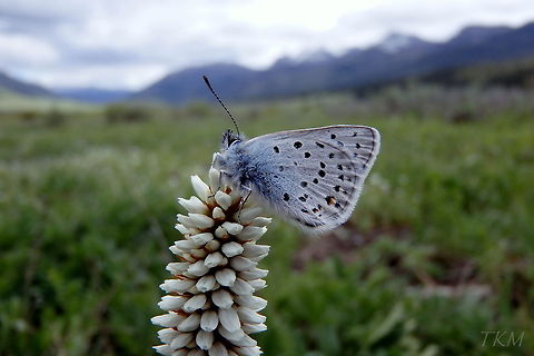 Greenish Blue A greenish blue butterfly (the name, not a description) perches on a clover in the Slough Creek Valley in Yellowstone National Park, Wyoming. Aricia saepiolus,Butterfly,Geotagged,Greenish Blue,United States,Wyoming,Yellowstone National Park