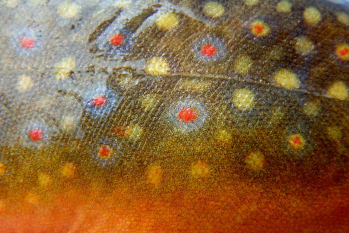 Brook Trout Pattern Brook trout are, in my opinion, one of the most beautiful fish. Their colors and pattern are just unlike anything else in the natural world! Taken on Straight Creek in Yellowstone National Park, Wyoming. Brook trout,Fish,Geotagged,Salvelinus fontinalis,United States,Wyoming,Yellowstone National Park