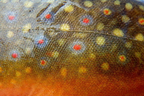 Brook Trout Pattern Brook trout are, in my opinion, one of the most beautiful fish. Their colors and pattern are just unlike anything else in the natural world! Taken on Straight Creek in Yellowstone National Park, Wyoming. Brook trout,Fish,Geotagged,Salvelinus fontinalis,United States,Wyoming,Yellowstone National Park