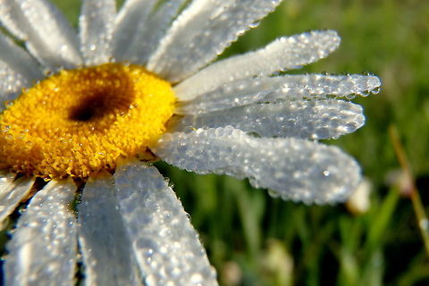 Sunlit Dew Hundreds of dew droplets rest on an ox-eye daisy in the early morning sunlight. This flower was captured along Slough Creek located in the north-east reaches of Yellowstone National Park, Wyoming. Geotagged,Leucanthemum vulgare,Ox-eye daisy,United States,Wildflowers,Wyoming,Yellowstone National Park