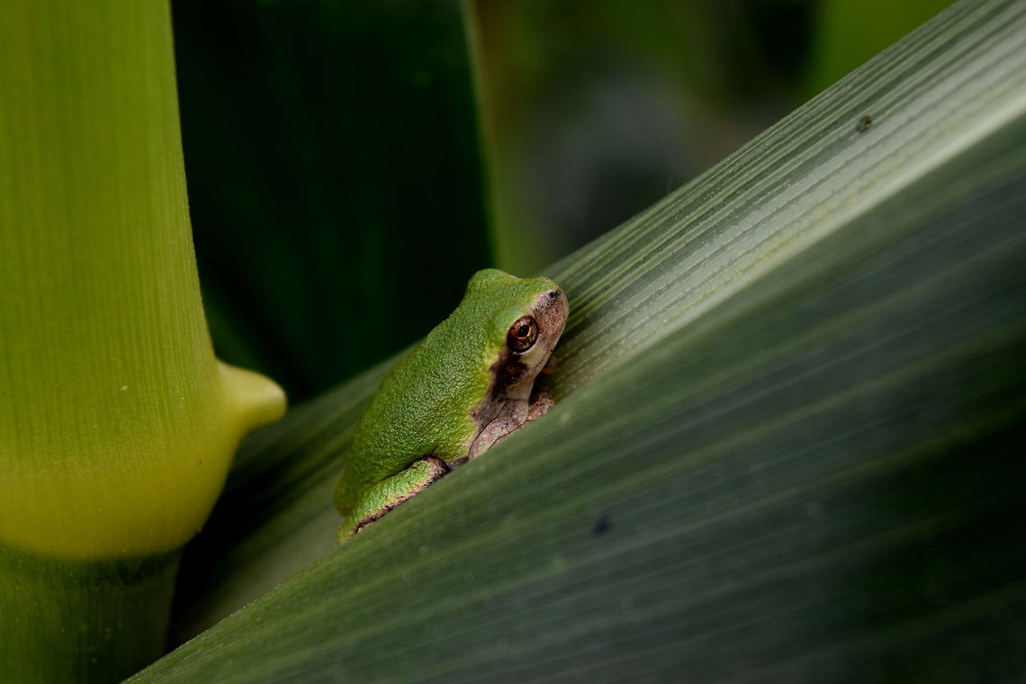 Gray Tree Frog - Juvenile A gray tree frog camouflages itself on a corn plant. A good specimen to practice on with my new camera! Captured in northern Illinois.  Amphibians,Geotagged,Illinois,United States,frog