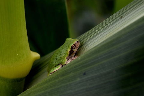 Gray Tree Frog - Juvenile A gray tree frog camouflages itself on a corn plant. A good specimen to practice on with my new camera! Captured in northern Illinois.  Amphibians,Geotagged,Illinois,United States,frog