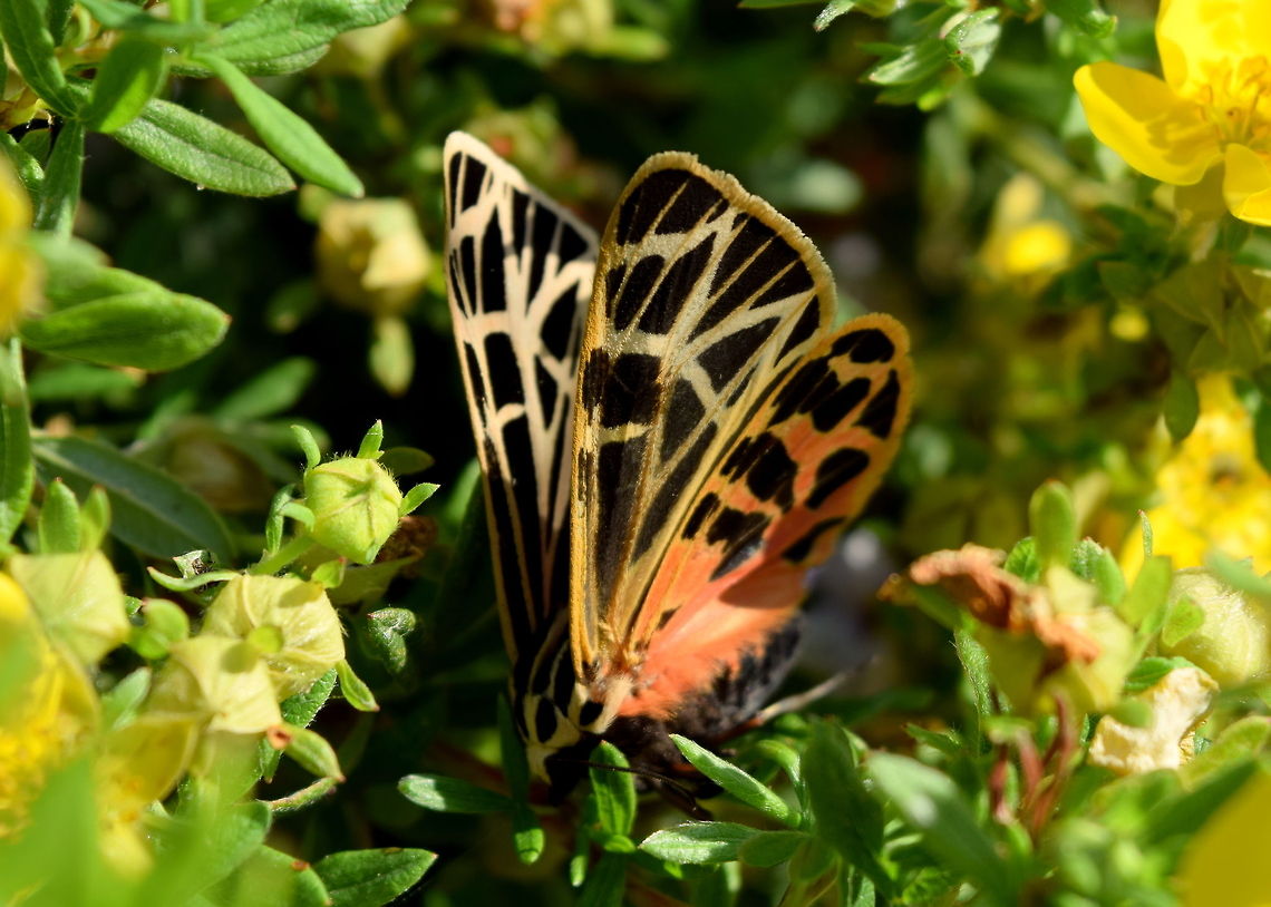 Virgin Tiger Moth A brilliantly colored moth I found in my mom&#039;s garden this morning. Another good one to practice on! Geotagged,Grammia virgo,Illinois,Insects,Moth,United States