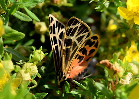 Virgin Tiger Moth A brilliantly colored moth I found in my mom's garden this morning. Another good one to practice on! Geotagged,Grammia virgo,Illinois,Insects,Moth,United States