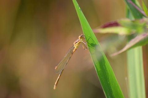 Immature Female Eastern Forktail A juvenile female eastern forktail damselfly captured in a wetlands in northern Illinois. A common species found during the summer months. Damselflies,Eastern Forktail,Geotagged,Illinois,Insects,Ischnura verticalis,Odonata,United States