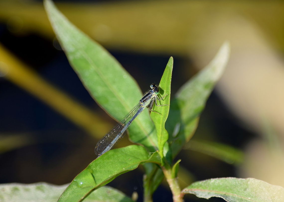 Mature Female Eastern Forktail A mature female eastern forktail rests on a water smartweed plant. Captured on a morning walk around an old wetlands while looking for fun things to practice on with the new camera kit.  Damselflies,Eastern Forktail,Geotagged,Illinois,Ischnura verticalis,Odonata,United States