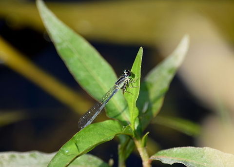 Mature Female Eastern Forktail A mature female eastern forktail rests on a water smartweed plant. Captured on a morning walk around an old wetlands while looking for fun things to practice on with the new camera kit.  Damselflies,Eastern Forktail,Geotagged,Illinois,Ischnura verticalis,Odonata,United States