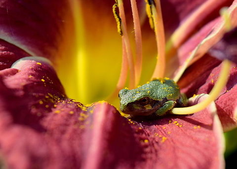 Gray Tree Frog - Juvenile on Lily A juvenile gray tree frog rests during the mid-day heat on a lily. Captured in northern Illinois. Amphibians,Geotagged,Gray tree frog,Hyla versicolor,Illinois,United States,frog
