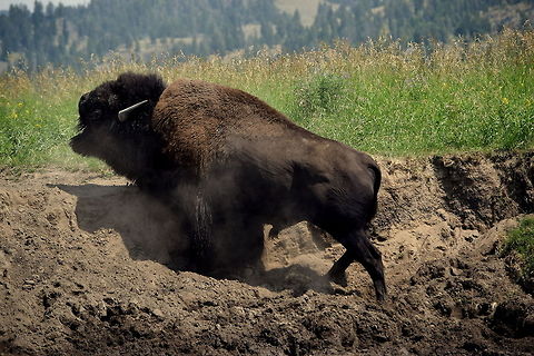 Throwing Dirt A large bull bison tosses dirt around with his head in a attempt to make him look intimidating. August in Yellowstone means mating season for bison, and the bulls are beginning to become more aggressive. This behavior, along with non-stop moaning and growling, chasing of females and fighting with other bulls is commonly seen throughout the sagebrush valleys within the park. American bison,Bison bison,Geotagged,United States,Wyoming,Yellowstone National Park
