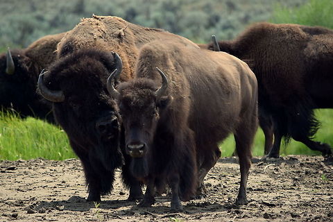 Tender Care A bull bison tends to a cow in the Lamar Valley in Yellowstone National Park. This time of year, the cows are starting to come into heat for mating season. This cow is most likely going to be one of the first cows in heat in this heard, thus the reason this big bull staying so close to her side. American bison,Bison bison,Geotagged,United States,Wyoming,Yellowstone National Park