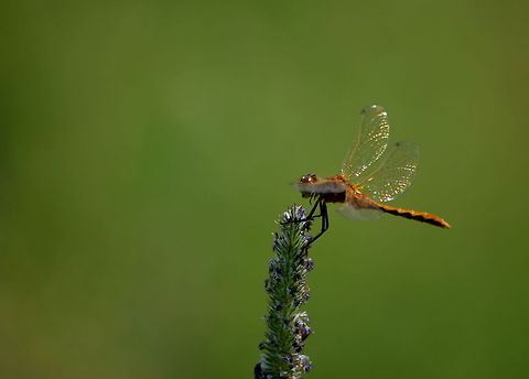 Cherry-faced Meadowhawk A white-faced meadowhawk rests on a flowering plant along Slough Creek in YNP.  Cherry-faced Meadowhawk,Geotagged,Insects,Odonata,Sympetrum internum,United States,Wyoming,Yellowstone National Park