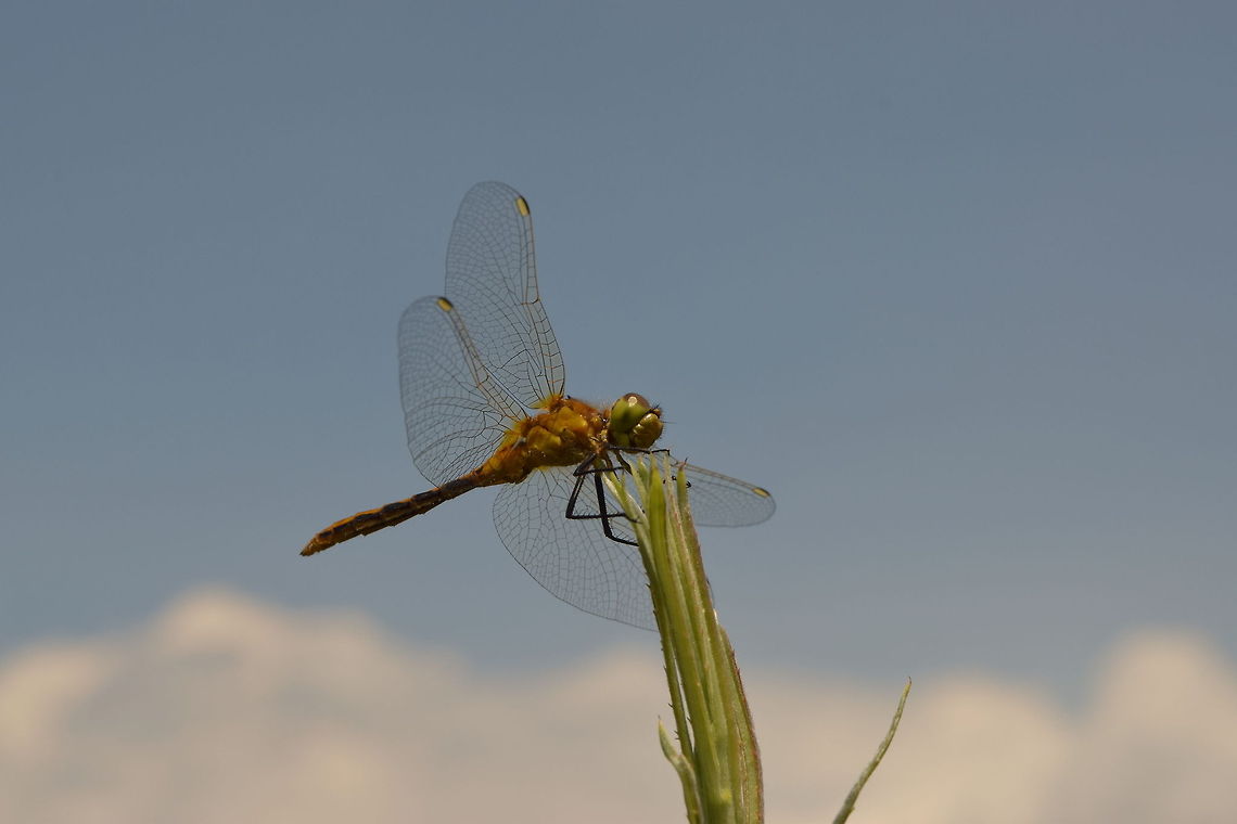 Cherry-faced Meadowhawk An immature cherry-faced meadowhawk rests on some tall grass in YNP. Cherry-faced Meadowhawk,Geotagged,Odonata,Sympetrum internum,United States,Wyoming,Yellowstone National Park,insects