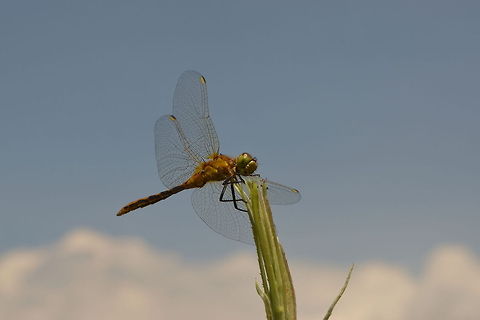 Cherry-faced Meadowhawk An immature cherry-faced meadowhawk rests on some tall grass in YNP. Cherry-faced Meadowhawk,Geotagged,Odonata,Sympetrum internum,United States,Wyoming,Yellowstone National Park,insects