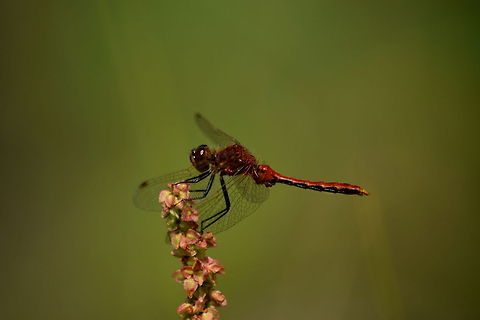 Cherry-faced Meadowhawk - Male  Cherry-faced Meadowhawk,Geotagged,Insects,Odonata,Sympetrum internum,United States,Wyoming,Yellowstone National Park