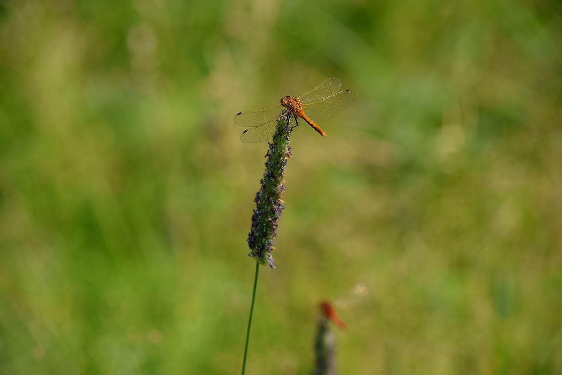 Cherry-faced Meadowhawks - Immature and Mature Males  Cherry-faced Meadowhawk,Geotagged,Insects,Odonata,Sympetrum internum,United States,Wyoming,Yellowstone National Park