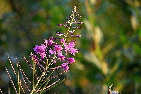 Fireweed A fireweed plant welcomes the sun on a brisk August morning in northwest Wyoming. Chamaenerion angustifolium,Geotagged,Rosebay willowherb or fireweed,Shoshone National Forest,United States,Wildflowers,Wyoming
