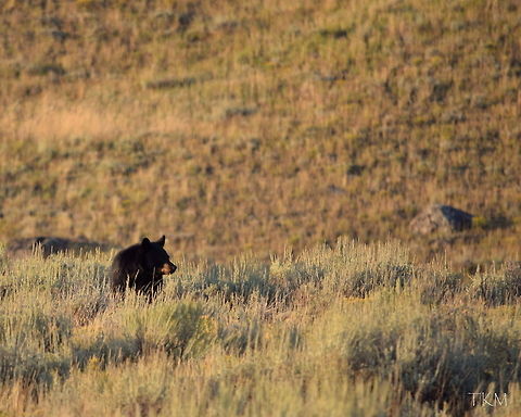 Sagebrush Black Bear A young black bear forages through a sagebrush flat in search for food, mostly digging up ant hills and grubs. Captured in northern Yellowstone National Park. American black bear,Geotagged,Mammals,United States,Ursus americanus,Wyoming,Yellowstone National Park