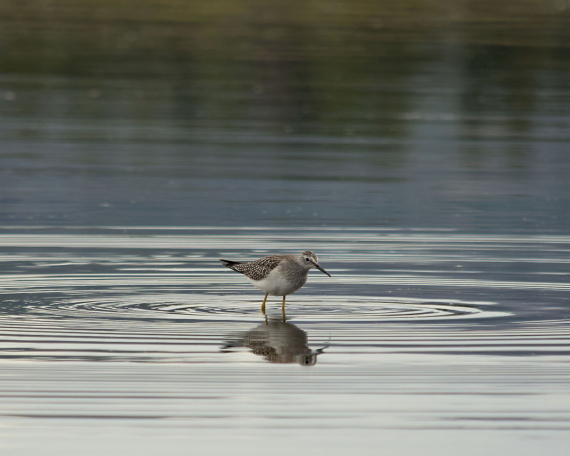 Ripples A lesser yellowlegs wades through the shallow water of Indian Pond in Yellowstone National Park. Birds,Geotagged,Lesser Yellowlegs,Tringa flavipes,United States,Wyoming,Yellowstone National Park