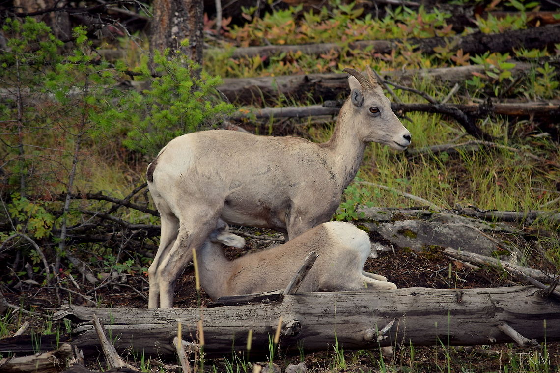 Drink Up An ewe bighorn sheep stops to let her young lamb get a quick drink of milk while foraging around a hillside for food. Captured in Yellowstone National Park. Bighorn sheep,Geotagged,Ovis canadensis,United States,Wyoming,Yellowstone National Park