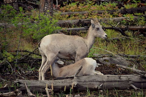 Drink Up An ewe bighorn sheep stops to let her young lamb get a quick drink of milk while foraging around a hillside for food. Captured in Yellowstone National Park. Bighorn sheep,Geotagged,Ovis canadensis,United States,Wyoming,Yellowstone National Park