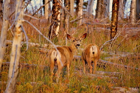 Mule Deer Buck - Burn Area These two mule deer bucks are foraging in a burn area at sunset. They still have velvet on their antlers, but soon they will be looking for small saplings to rub the seasonal fur off their antlers and will be getting ready for the rut (mating season). Captured along the East Entrance Road in Yellowstone National Park. Mule Deer,Odocoileus hemionus,Wyoming,Yellowstone National Park