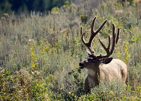 Mule Deer Buck in Full Velvet A mature mule deer buck with full velvet on his antlers is feeding constantly to bulk up for the upcoming mating season. This particular buck was with another younger buck in the meadow also feeding. Captured in Grand Teton National Park, Wyoming. Geotagged,Grand Teton National Park,Mule Deer,Odocoileus hemionus,United States,Wyoming,mammals,summer