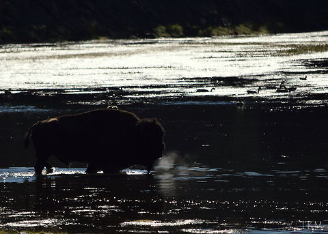 Pre-Dip A bull bison tests the water of the Yellowstone River before making the swim across. Captured in Hayden Valley of Yellowstone National Park, Wyoming. American bison,Bison bison,Geotagged,United States,Wyoming,Yellowstone National Park