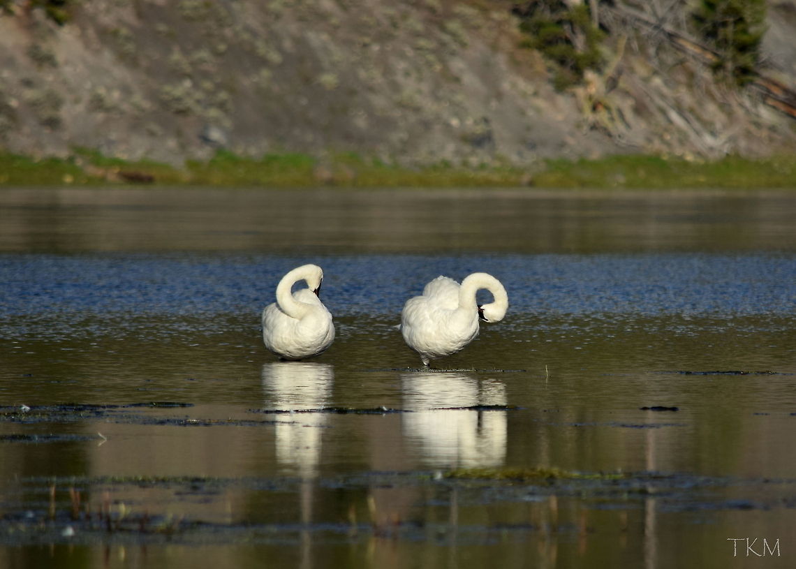 Preening Two trumpeter swans partake in an afternoon preening session along the banks of the Yellowstone River in Yellowstone National Park, Wyoming. Cygnus buccinator,Geotagged,Trumpeter Swan,United States,Wyoming,Yellowstone National Park
