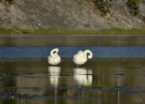 Preening Two trumpeter swans partake in an afternoon preening session along the banks of the Yellowstone River in Yellowstone National Park, Wyoming. Cygnus buccinator,Geotagged,Trumpeter Swan,United States,Wyoming,Yellowstone National Park