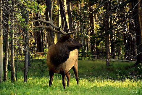 Hayden Bull - 001 This bull elk put on the quite the show for me while on a hike in Yellowstone's Hayden Valley. Here he paused from his busy schedule of eating grass to pose for a nice shot. Cervus canadensis,Elk,Geotagged,United States,Wyoming,Yellowstone National Park