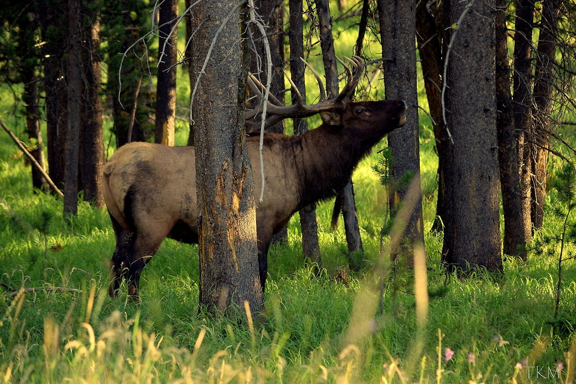 Hayden Bull - 002 In this capture of the "Hayden Bull", you can see the bull elk bugling. They bugle during the pre-rut (the mating season is referred to as the rut) to locate other elk and to mark their territory. Cervus canadensis,Elk,Geotagged,United States,Wyoming,Yellowstone National Park