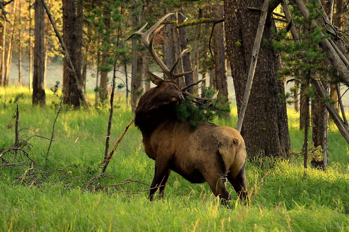 Hayden Bull - 003 In this photo of the &quot;Hayden Bull&quot;, you can see the bull thrashing a young lodgepole pine. The bulls do this during the pre-rut to mark their territory and sometimes to intimidate or challenge other bulls. Captured in Yellowstone National Park, Wyoming. Cervus canadensis,Elk,Geotagged,United States,Wyoming,Yellowstone National Park