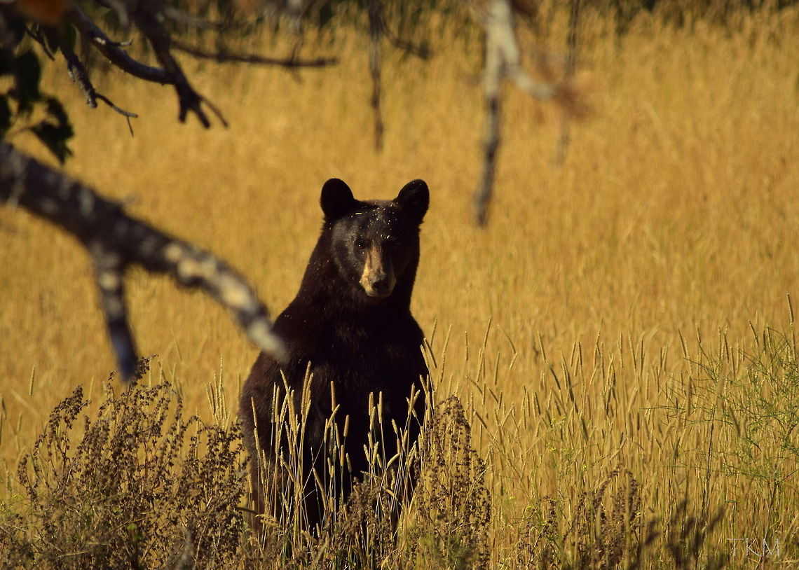Curious Black Bear This black bear was spotted from the road while driving through the prairie country at the foothills of the Beartooth Mountains in south-central Montana. We stopped to get a picture and couldn&#039;t see her, until she stood up about 40 meters from us! This is the only photo I was able to get just before she bolted away. American black bear,Geotagged,Montana,United States,Ursus americanus