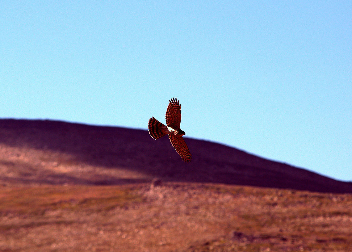 Cooper's Hawk A Cooper's hawk circles high above in search for the unsuspecting rodent for lunch. Captured in the Beartooth Mountains in south-central Montana. Accipiter cooperii,Coopers Hawk,Geotagged,Montana,United States