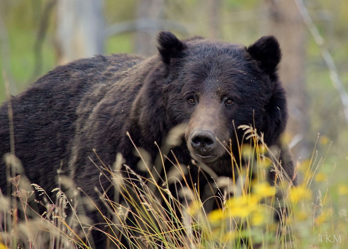 Up Close and Personal As I was driving through the park, I came across several cars parked along the road. I stopped and found that they were watching a large black bear, as they stated. I soon found out that it was not a black bear, but a very dark grizzly bear. I started snapping photos wildly, as everyone else was, but it was too far to get a photo with my 300 mm lens.<br />
<br />
It then started to head towards the road and got to within 30-40 meters or so and started walking parallel to the road. Everyone started following it at a distance, but I saw ahead that there was a place to park along the road. So I hopped back in my truck and drove up the road a bit and parked again. I got out and took some more photos, and the bear was soon very close and getting closer. I jumped into the passenger side of my truck and rolled the window down and this bruin walked to about 5 or 6 meters from me and stopped! This is the result!<br />
<br />
Captured in Yellowstone National Park, Wyoming. Bear,Brown Bear,Geotagged,Grizzly bear,United States,Ursus arctos,Ursus arctos horribilis,Wyoming,Yellowstone National Park,mammals,predators,summer