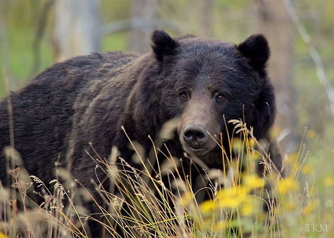 Up Close and Personal As I was driving through the park, I came across several cars parked along the road. I stopped and found that they were watching a large black bear, as they stated. I soon found out that it was not a black bear, but a very dark grizzly bear. I started snapping photos wildly, as everyone else was, but it was too far to get a photo with my 300 mm lens.

It then started to head towards the road and got to within 30-40 meters or so and started walking parallel to the road. Everyone started following it at a distance, but I saw ahead that there was a place to park along the road. So I hopped back in my truck and drove up the road a bit and parked again. I got out and took some more photos, and the bear was soon very close and getting closer. I jumped into the passenger side of my truck and rolled the window down and this bruin walked to about 5 or 6 meters from me and stopped! This is the result!

Captured in Yellowstone National Park, Wyoming. Bear,Brown Bear,Geotagged,Grizzly bear,United States,Ursus arctos,Ursus arctos horribilis,Wyoming,Yellowstone National Park,mammals,predators,summer
