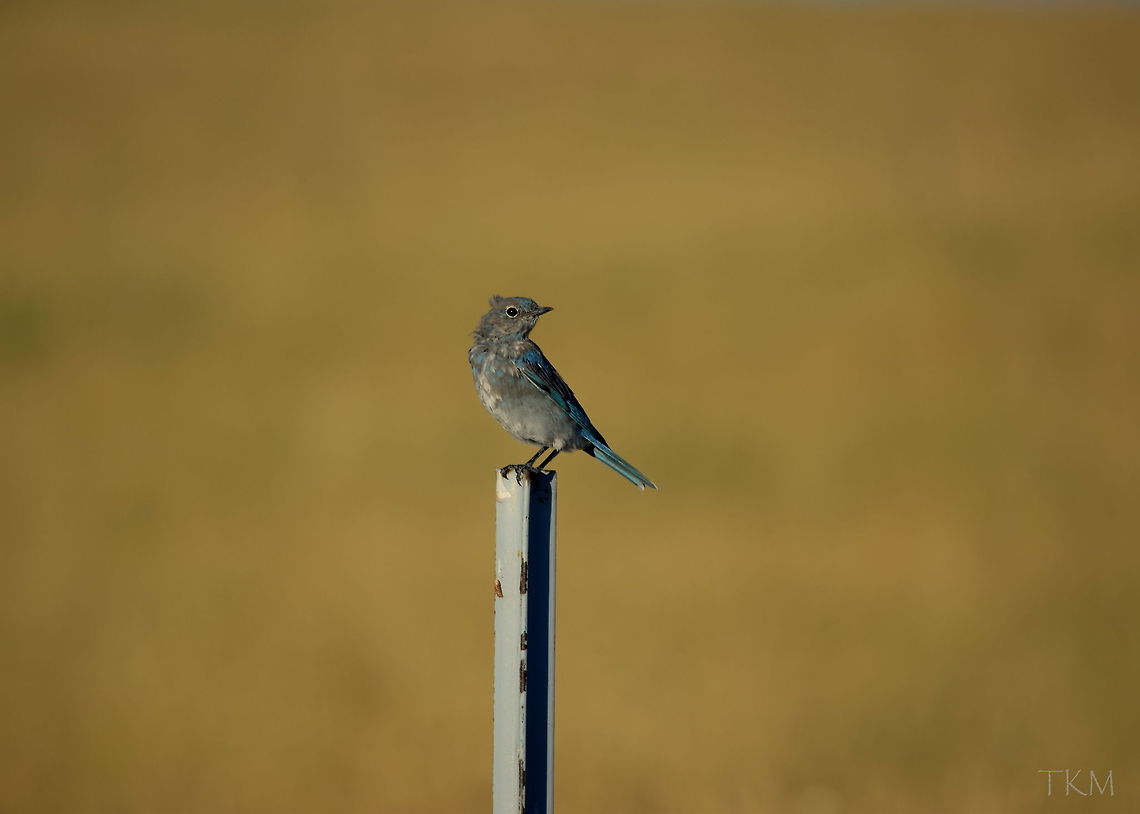 Mountain Bluebird A mountain bluebird rests on a fence post on a warm Montana plains morning. Captured in south-central Montana. Birds,Geotagged,Montana,Mountain Bluebird,Sialia currucoides,United States